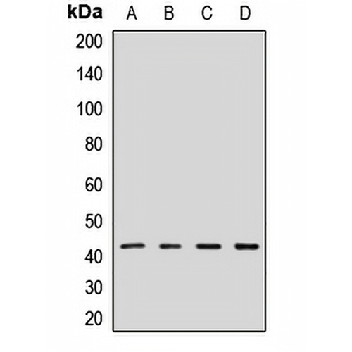 GPN1 Rabbit Polyclonal Antibody