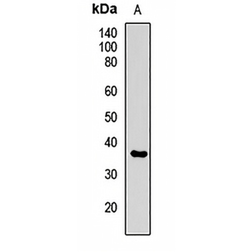 SRPX Rabbit Polyclonal Antibody