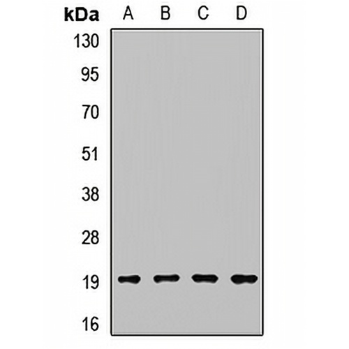 Cyclophilin H Rabbit Polyclonal Antibody