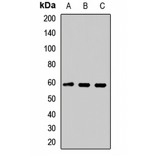 TSPYL1 Rabbit Polyclonal Antibody