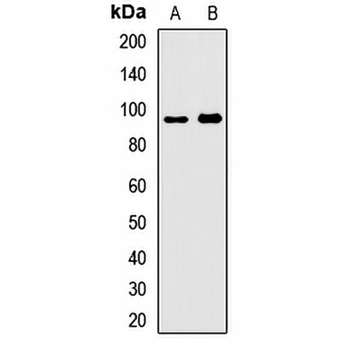 PDE8A Rabbit Polyclonal Antibody