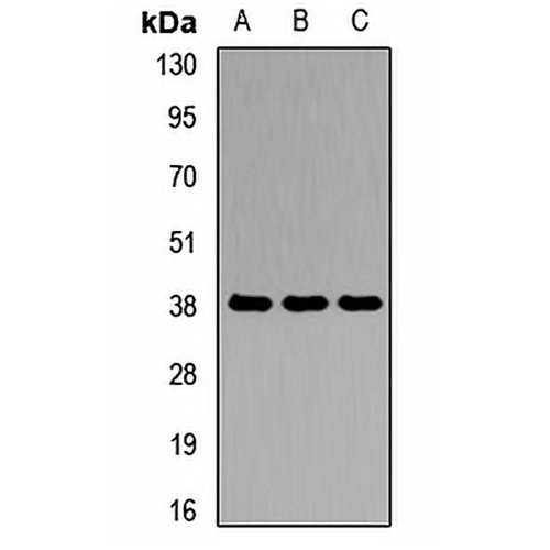Agmatinase Rabbit Polyclonal Antibody