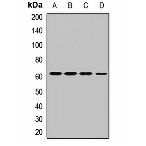 Atlastin-3 Rabbit Polyclonal Antibody