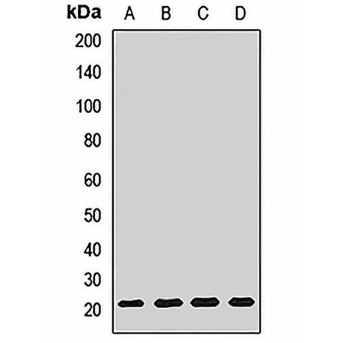 CNPY2 Rabbit Polyclonal Antibody