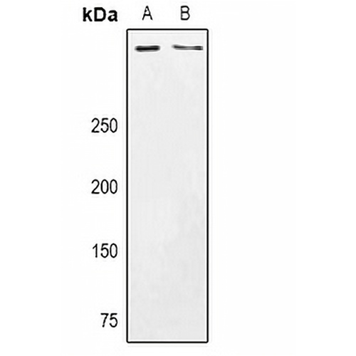 CSMD3 Rabbit Polyclonal Antibody