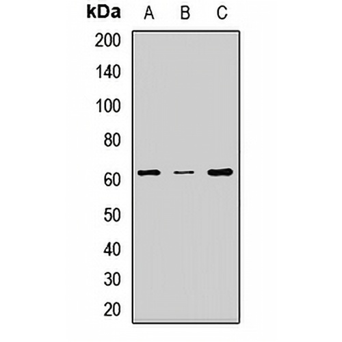 ESAM Rabbit Polyclonal Antibody