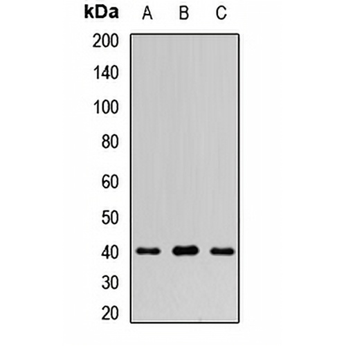 FUCA2 Rabbit Polyclonal Antibody