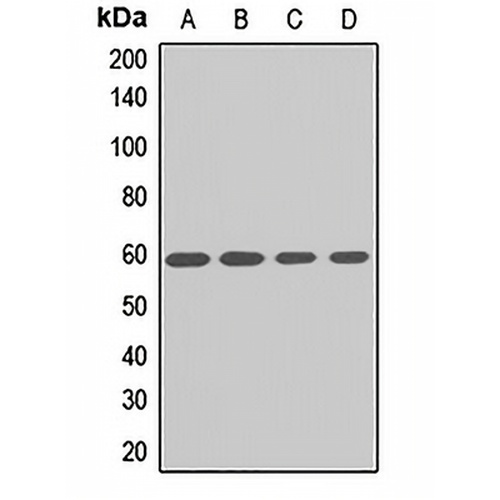 IP6K1 Rabbit Polyclonal Antibody