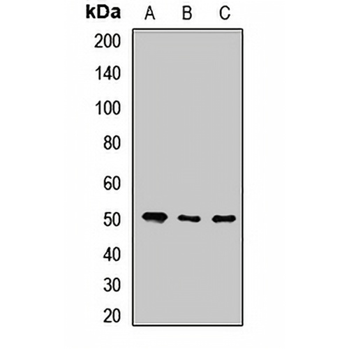 POFUT2 Rabbit Polyclonal Antibody