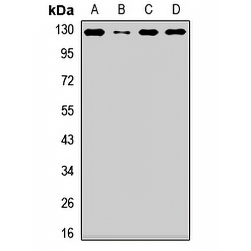 Nap1 Rabbit Polyclonal Antibody