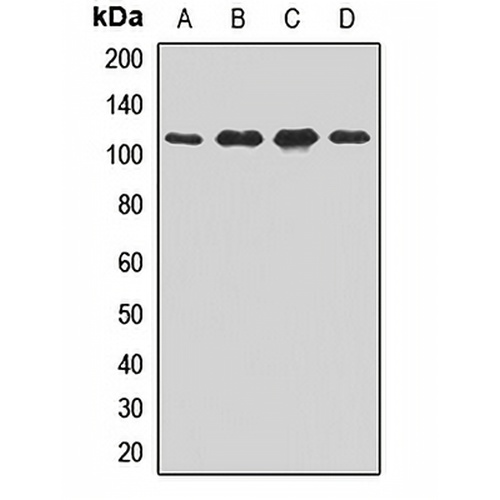 Importin 9 Rabbit Polyclonal Antibody