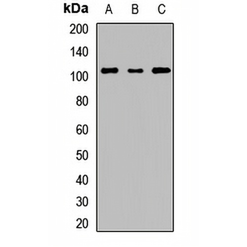 hES Rabbit Polyclonal Antibody
