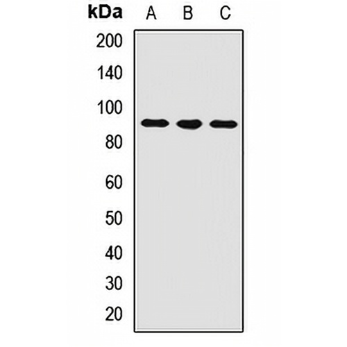 USP4 Rabbit Polyclonal Antibody