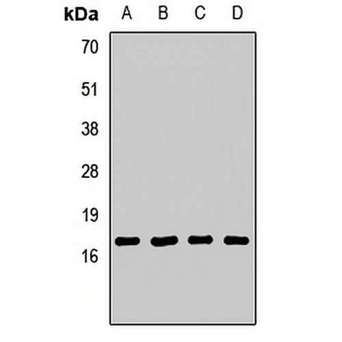 AP2-sigma Rabbit Polyclonal Antibody