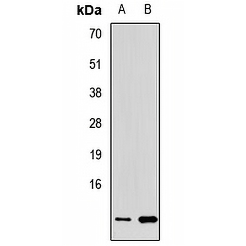 ERH Rabbit Polyclonal Antibody