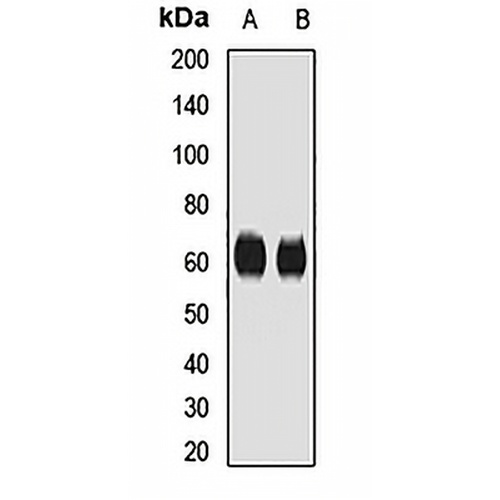 CD55 Rabbit Polyclonal Antibody