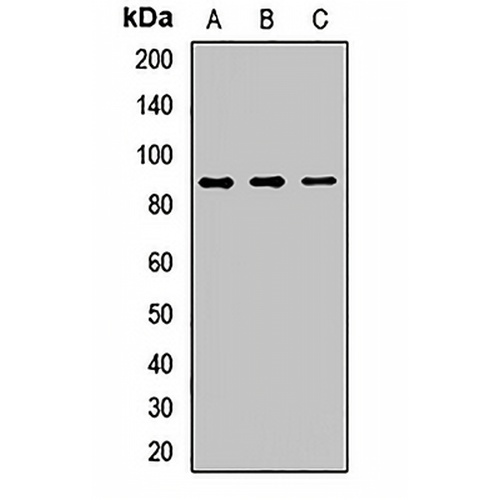 CD138 Rabbit Polyclonal Antibody