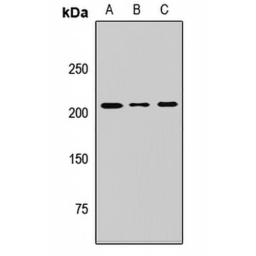 MTMR5 Rabbit Polyclonal Antibody