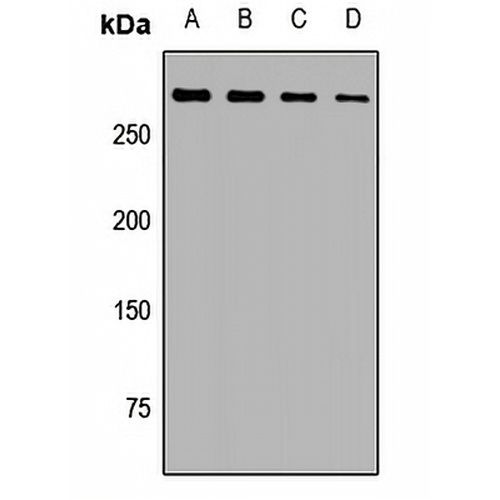 Spectrin alpha I Rabbit Polyclonal Antibody