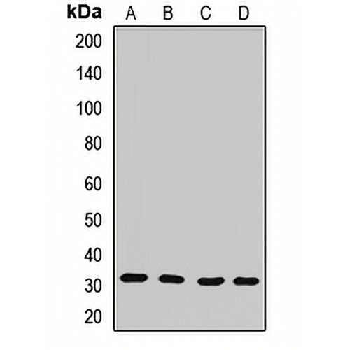 PLSCR3 Rabbit Polyclonal Antibody