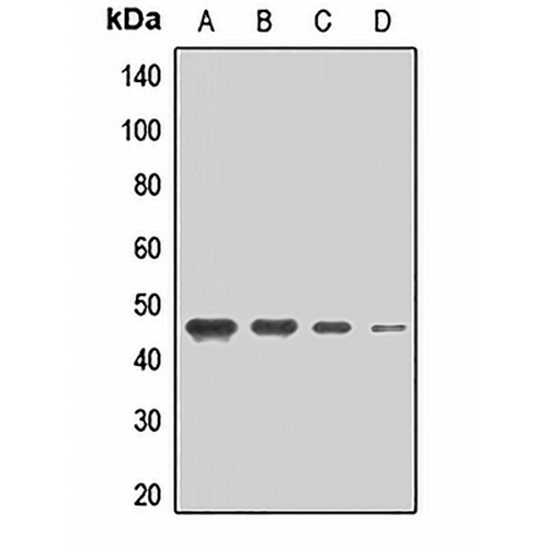 MCT2 Rabbit Polyclonal Antibody