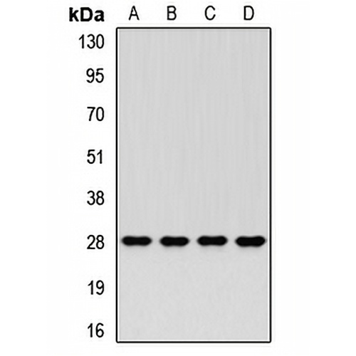 PSMA3 Rabbit Polyclonal Antibody