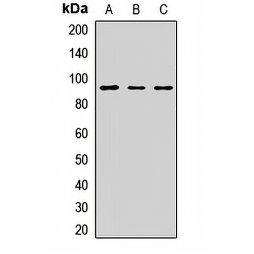 TRPC1 Rabbit Polyclonal Antibody