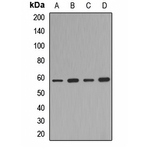 MITF Rabbit Polyclonal Antibody