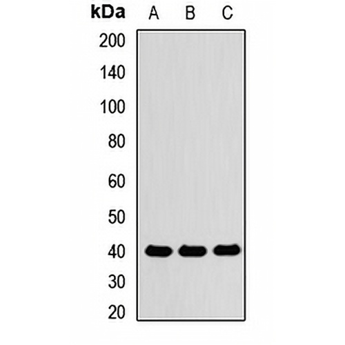 PON1 Rabbit Polyclonal Antibody