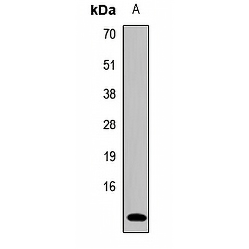 Ghrelin Rabbit Polyclonal Antibody