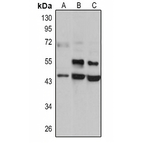 AGER Rabbit Polyclonal Antibody