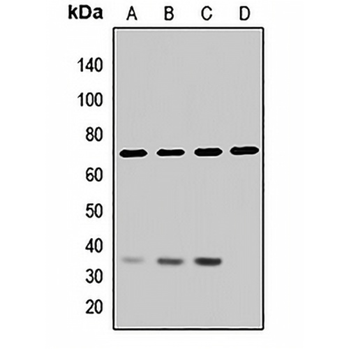 CD87 Rabbit Polyclonal Antibody