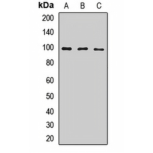 CD283 Rabbit Polyclonal Antibody