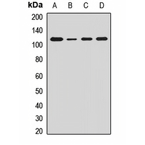 Ah Receptor Rabbit Polyclonal Antibody