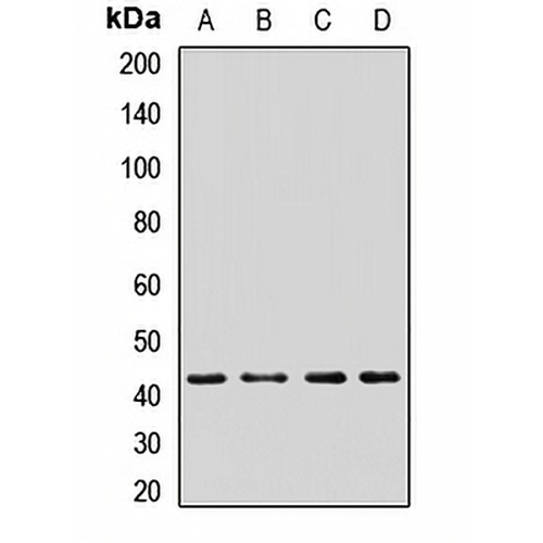PRKAR2A Rabbit Polyclonal Antibody