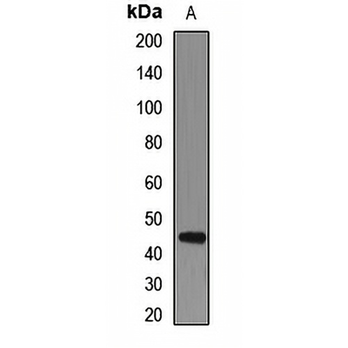 Dopamine Receptor D3 Rabbit Polyclonal Antibody
