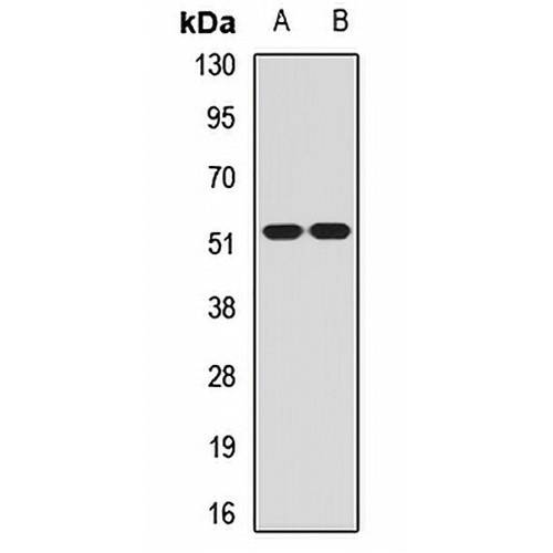 CHRM2 Rabbit Polyclonal Antibody