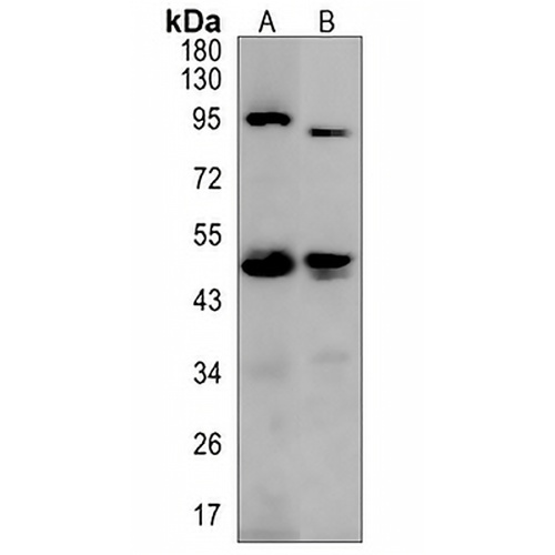 Haptoglobin Rabbit Polyclonal Antibody