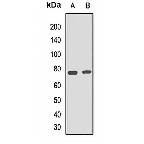 CD36L1 Rabbit Polyclonal Antibody