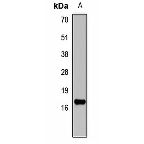 ANP Rabbit Polyclonal Antibody