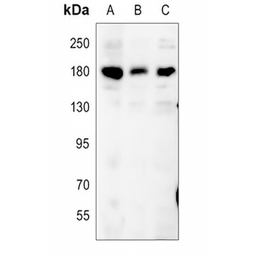 CD11a Rabbit Polyclonal Antibody