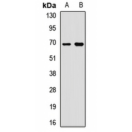 Fetuin A Rabbit Polyclonal Antibody