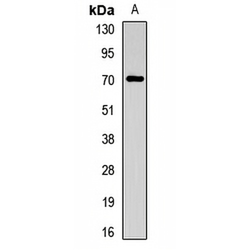 CHRNA4 Rabbit Polyclonal Antibody