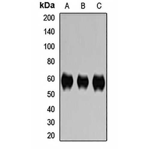 CD46 Rabbit Polyclonal Antibody