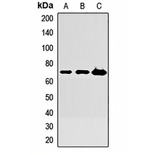 KNG1 Rabbit Polyclonal Antibody