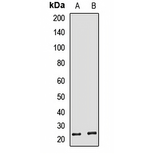 HBEGF Rabbit Polyclonal Antibody