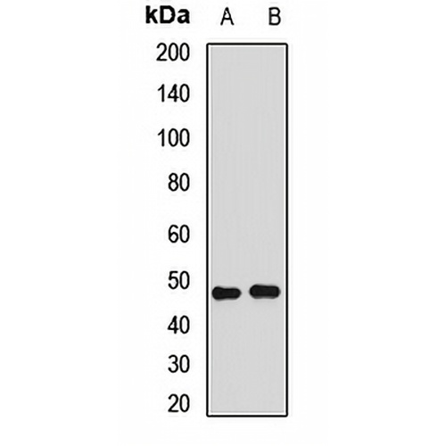 ERR alpha Rabbit Polyclonal Antibody