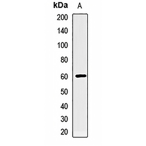 RAD9A Rabbit Polyclonal Antibody