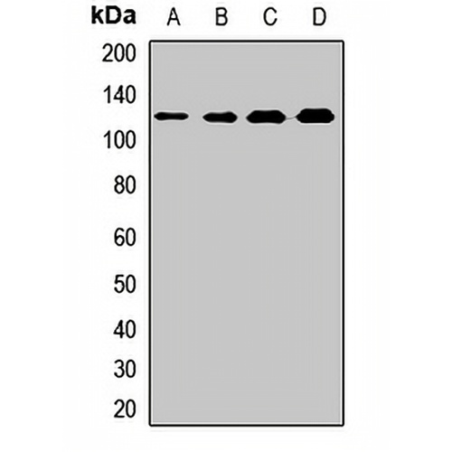 BUB1 Rabbit Polyclonal Antibody