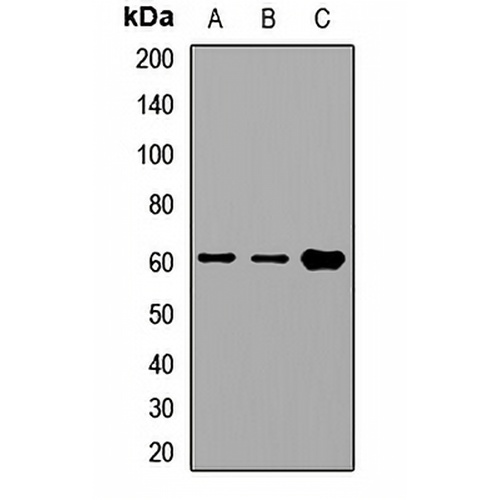 TCP1 alpha Rabbit Polyclonal Antibody